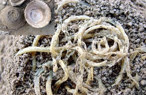 中国面条的起源与发展